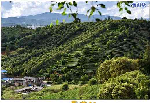 三角梅种植园普洱茶好吗-三角梅种植园普洱茶好吗视频