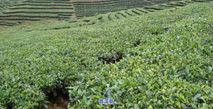 三角梅种植园普洱茶好吗-三角梅种植园普洱茶好吗视频