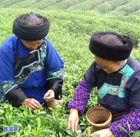 一两年的普洱茶还能喝吗？客户分享经验与观点