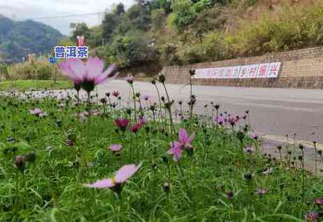 春天来啦！男生女生都适合喝普洱茶吗？