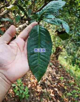 2019普洱茶春茶品质怎样，探究2019年普洱春茶的品质：一次深入的评估