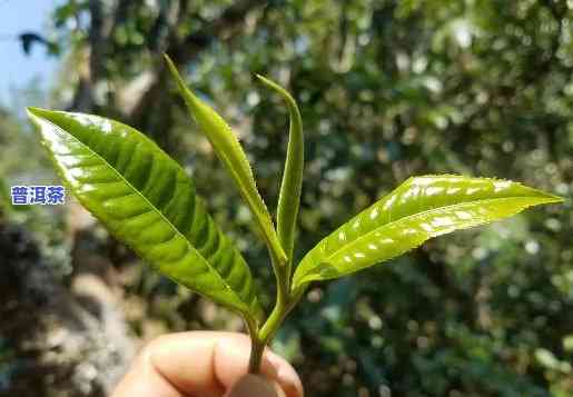 更好的普洱茶在哪里生产出来的，探寻更佳普洱茶产地：揭秘优质普洱茶的诞生地