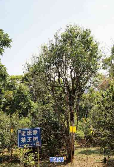 老班章村千年古茶树，探寻千年古茶树：老班章村的神秘之旅