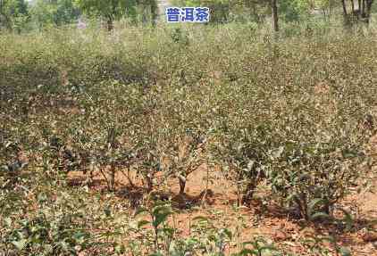 老班章树龄更大的在多少年，揭秘老班章茶树：树龄更大的有多少年？