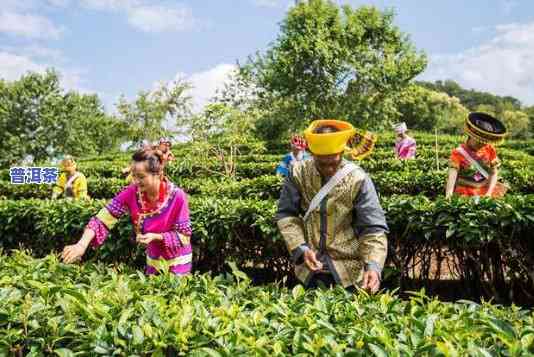 云南普洱茶博园采摘季节是几月份？