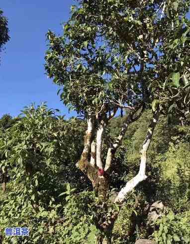 老班章的茶王树：杨永平成为茶皇后所有者