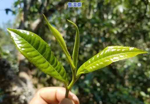 哪里的普洱茶回甘更好，寻味之旅：揭秘回甘更佳的普洱茶产地