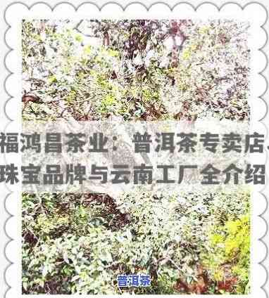 福鸿昌茶业：专业销售福鸿昌号普洱茶及珠宝产品