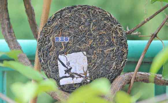 普洱茶的泡法与功效详解视频教程