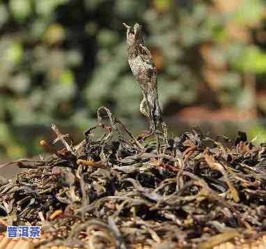 弯弓普洱茶更便宜多少钱-弯弓普洱茶多少钱一公斤