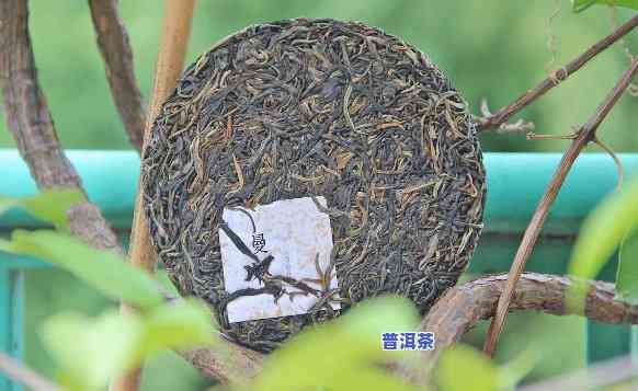 成都古树普洱茶冲泡方法-古树普洱茶怎么冲泡