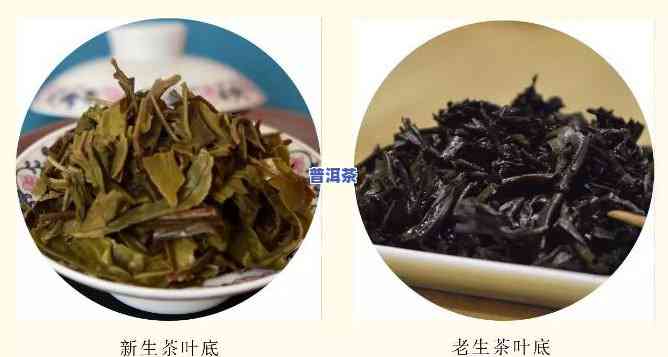 深入熟悉：老班章生茶熟茶的区别与优劣