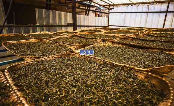 广东普洱茶加工厂在哪里-广东普洱茶加工厂在哪里啊