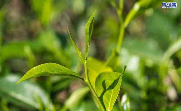 怎样品尝出普洱茶的产地和特点：详细教程与视频讲解