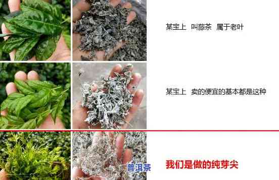 普洱茶与莓茶的区别及功效解析