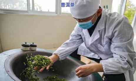 普洱茶博园网红路：探索普洱中华茶博园全攻略与位置指南