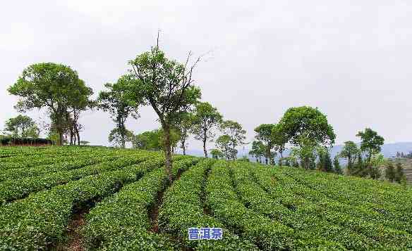 普洱茶博苑茶旅融合发展-普洱市茶博苑旅游