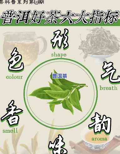 普洱茶品茶检验标准详解：最新规定与实施