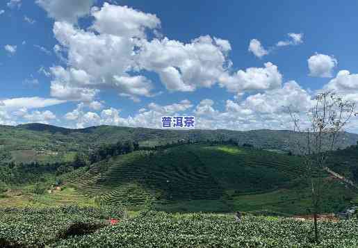 昆明普洱茶抖音基地，探秘昆明普洱茶抖音基地，一茶文化的魅力！