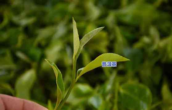 普洱茶区茶叶口感及特点，探索普洱茶区的特别口感与特点