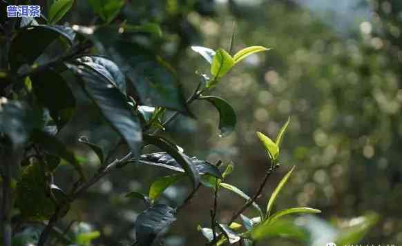 普洱茶薄荷塘属于哪个茶山？类型与归属揭秘