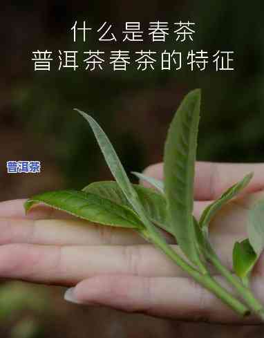 为什么春、秋茶是普洱茶的更佳选择？熟悉普洱茶春茶的优势与特点