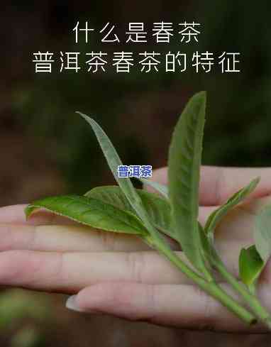 普洱茶春茶为何口感特别？甘甜、醇厚还是微苦？