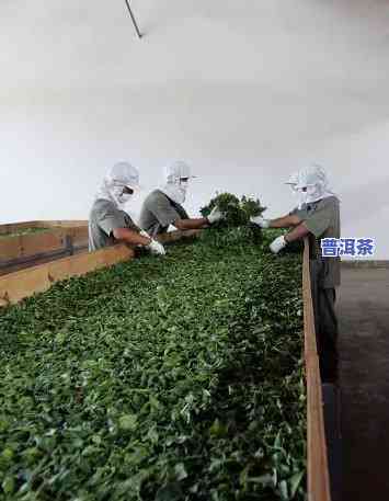 宁洱龙峰茶厂：专业生产优质茶叶，价格实惠，欢迎选购！