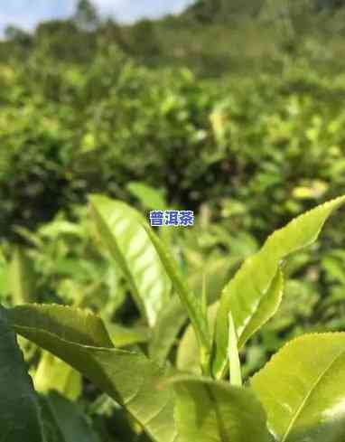 云南大叶种普洱茶直播间-云南大叶种普洱茶直播间视频