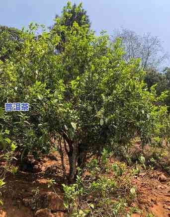 普洱茶黄草林古树茶，探索古老韵味：普洱茶黄草林古树茶的魅力