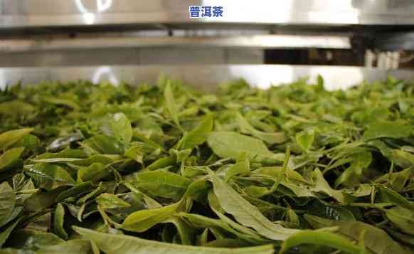 探访老班章：1号、22号茶园与111号茶农的特别韵味