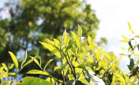 布朗山老班章古树茶，探寻茶叶珍品：布朗山老班章古树茶的魅力与故事