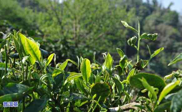 布朗山老班章古树茶，探寻茶叶珍品：布朗山老班章古树茶的魅力与故事