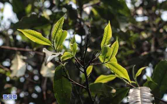 古树普洱茶的功效：揭示其健康益处与作用