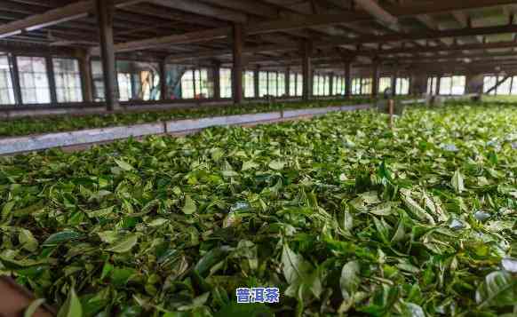 云南南海茶厂，探索云南南海茶厂：揭秘茶叶生产的精髓