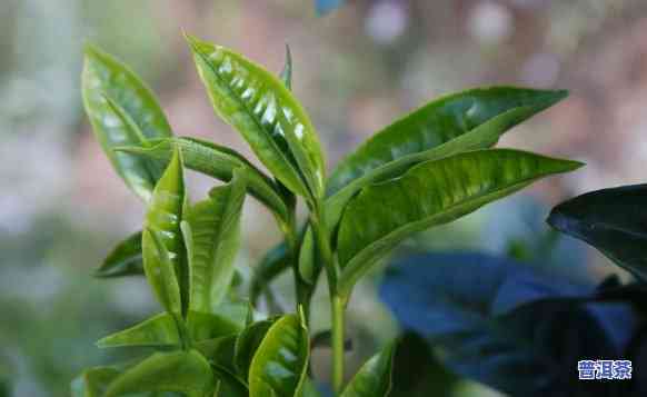 普洱茶有哪些大小山头的-普洱茶有哪些大小山头的区别