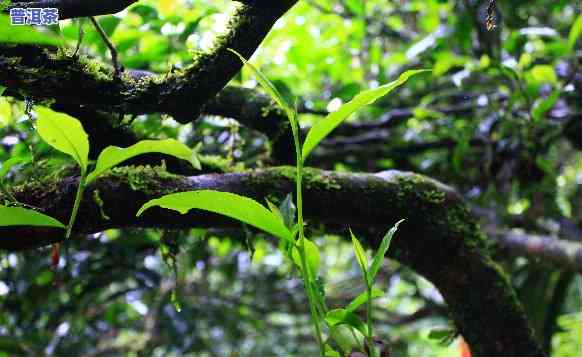 曼松普洱茶口感特点，曼松古树普洱茶：醇厚回甘，韵味无穷