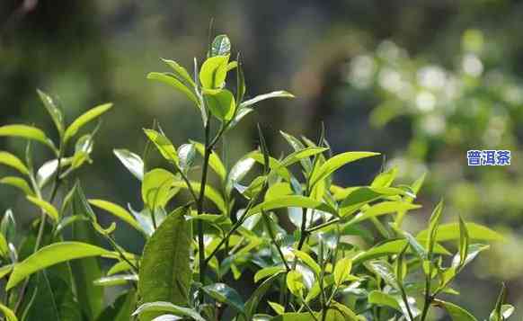 普洱茶中树，探索普洱茶的秘密：从茶园到茶杯，揭秘树种对茶叶品质的作用