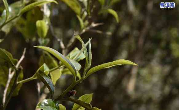 老班章茶是什么意思，解密茶叶文化：什么是老班章茶？