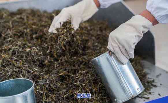 勐海鹿岩茶业：揭秘高品质茶叶制作全过程