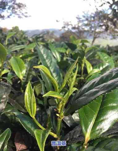 送长辈普洱茶还是铁观音，选择适合长辈的茶叶：普洱茶与铁观音的比较