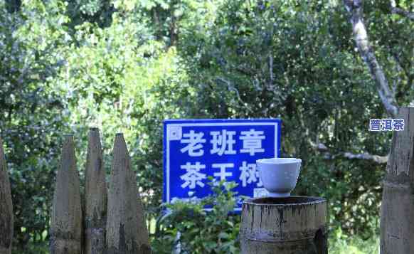 老班章村21号价格，探访老班章村21号：揭秘其茶叶的价格