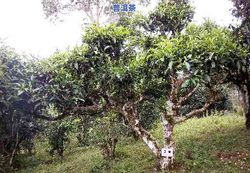 老班章村40号茶农-老班章村的古茶树价格