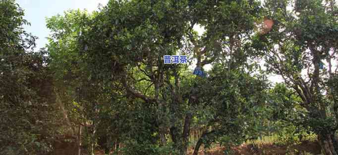 老班章村40号茶农-老班章村的古茶树价格