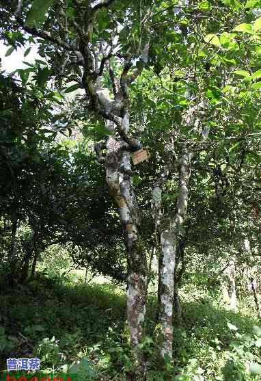 老班章村40号茶农-老班章村的古茶树价格