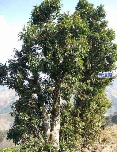 普洱茶是什么类茶树品种-普洱茶是什么类茶树品种图片