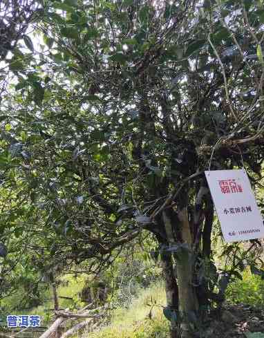 小荒田普洱茶哪年才通电-小荒田普洱茶价格