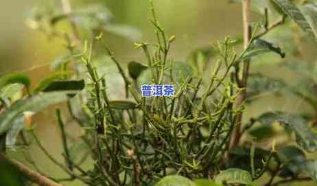 一芽一叶普洱茶推荐：口感醇厚，香气浓郁，品质上乘，不容错过！