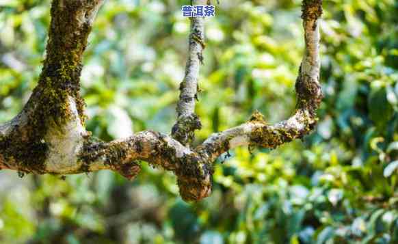 老班章雨林古树茶，探秘古老森林：老班章雨林古树茶的故事与魅力