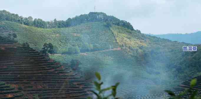 野象谷普洱茶的特点介绍-野象谷普洱茶的特点介绍图片